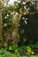 Magnolia Tree and American Skunk-cabbage, Hidcote Gardens, Gloucestershire, England, UK