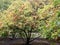 Magnolia tree in autumn colors