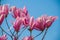 Magnolia tree in blossom. beautiful purple flower