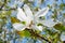 Magnolia tree branch with blossoms