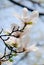 Magnolia tree branch with white blooming flowers