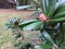 Magnolia tree buds bursting into seeds in fall in Anne Arundel county in Maryland