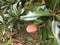 Magnolia tree flower buds bursting into seeds in winter/ fall in Anne Arundel county in Maryland