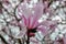 Magnolia tree flower is a large genus of about 210 flowering plant species