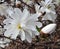 Magnolia tree flower is a large genus of about 210 flowering plant species