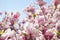 Magnolia tree flowers blossom in spring , blue sky