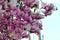 Magnolia tree in full bloom with white and purple flowers