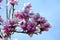 Magnolia tree in full bloom with white and purple flowers