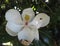 Magnolia tree with its lovely flower with bees catching pollen