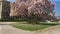 Magnolia tree at King Tomislav Square