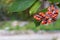 Magnolia tree seeds pods, large cone like fruits. Open up follicles reveal the seed which is bright red and covered in a waxy coat