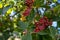 Magnolia tree seeds pods, large cone like fruits. Open up follicles reveal the seed which is bright red and covered in a waxy coat