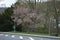 magnolia tree starting to bloom at a small park