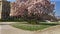 Magnolia tree in Zagreb - Croatia