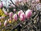 Magnolia, type species magnolia virginiana