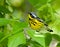 Magnolia Warbler