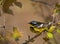 Magnolia Warbler