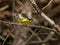 Magnolia Warbler