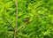 Magnolia Warbler perched on a tree branch