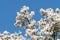 Magnolia white blossom tree flowers over blue sky.