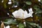magnolia white flower in full bloom