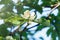 Magnolia white flowers. Tender magnolia background Beautiful blossomed magnolia branch in spring.