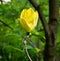 Magnolia Yellow Bird Magnolia x brooklynensis. Baden Baden, Baden Wuerttemberg, Germany