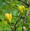 Magnolia Yellow Bird Magnolia x brooklynensis. Baden Baden, Baden Wuerttemberg, Germany