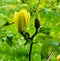 Magnolia Yellow Bird Magnolia x brooklynensis. Baden Baden, Baden Wuerttemberg, Germany