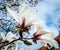 Magnolia Yulan Soulangeana Blossoms on a Magnolia Tree against blue Sky