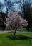 Magnolias are shrubs or trees prized for their large scented flowers. They come in a variety of colors, from white and yellow to p