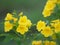 Magnoliophyta, Angiospermae Gold Yellow trumpet flower, ellow elder, Trumpetbush, Tecoma stans blurred of background beautiful in