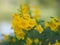 Magnoliophyta, Angiospermae Gold Yellow trumpet flower, ellow elder, Trumpetbush, Tecoma stans blurred of background beautiful in