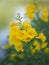 Magnoliophyta, Angiospermae Gold Yellow trumpet flower, ellow elder, Trumpetbush, Tecoma stans blurred of background beautiful in