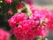 Magnoliophyta Scientific name Bougainvillea Paper flower dark pink color on blurred of nature background