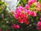 Magnoliophyta Scientific name Bougainvillea Paper flower dark pink color on blurred of nature background