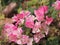 Magnoliophyta Scientific name Bougainvillea Paper flower pink color on blurred of nature background