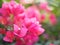 Magnoliophyta Scientific name Bougainvillea Paper flower red flower on blurred of nature background