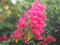 Magnoliophyta Scientific name Bougainvillea Paper flower red flower on blurred of nature background