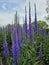 Magog Memphremagog Lake flowers plants park landscape Quebec Canada