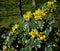 Magonia Holly flowers on a shrub