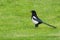 Magpie