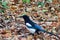 A magpie on autumn leaves