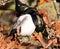 Magpie among autumn leaves in oak tree