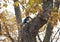 Magpie in an autumn tree