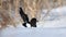 Magpie bathing in snowdrift