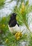 Magpie bird