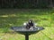 Magpie bird bath happy splash in sunny green garden