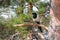 A magpie bird black and white plumage perched on a pine branch