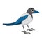 Magpie bird cartoon illustration. Standing crow animal ornithology design. Vector clip art isolated on white background
